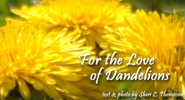 LedeForTheLoveOfDandelions